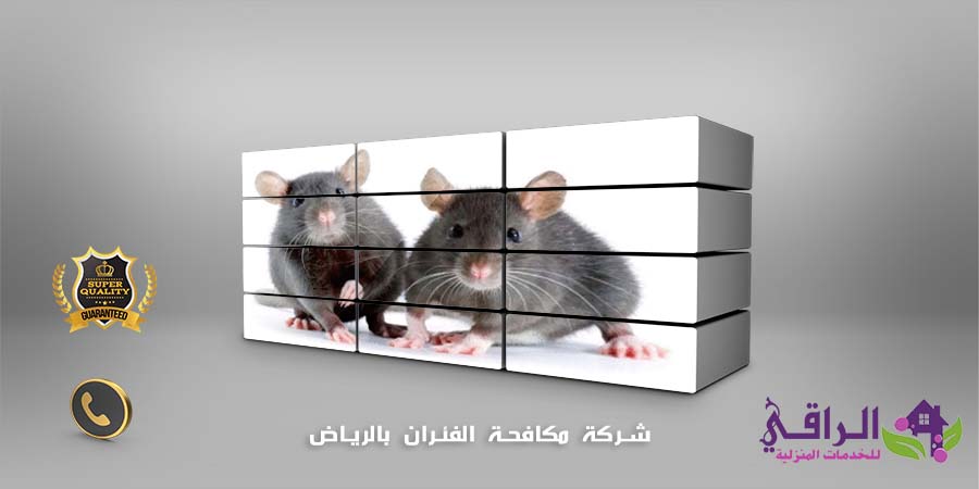شركة مكافحة الفئران بالرياض