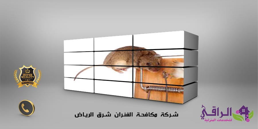 شركة مكافحة الفئران شرق الرياض