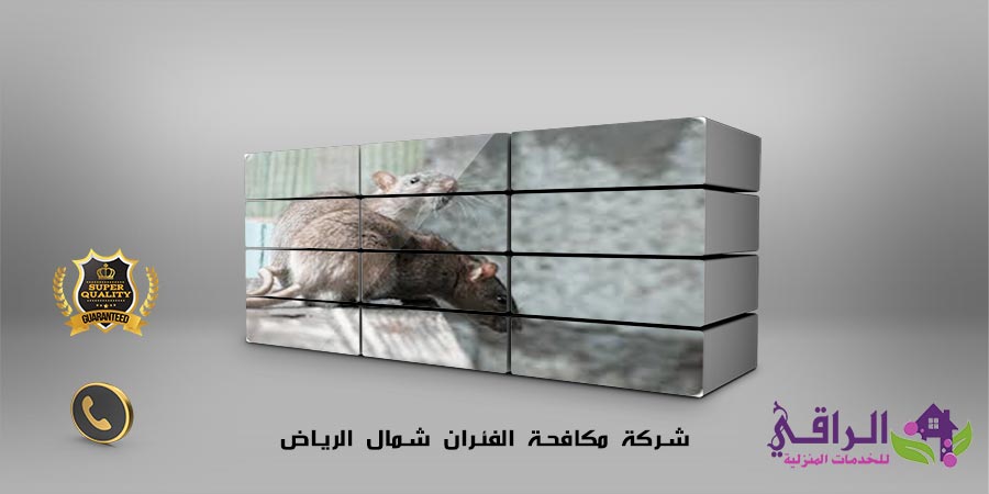 شركة مكافحة الفئران شمال الرياض