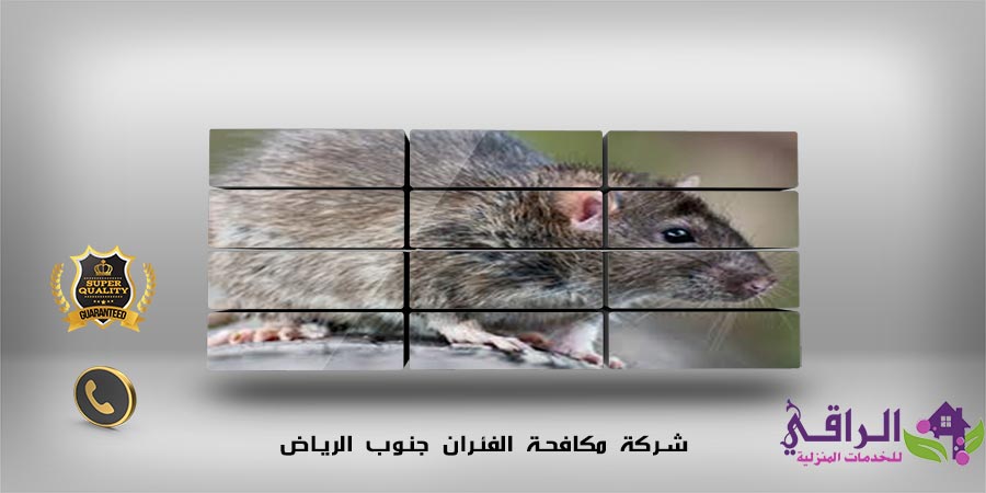 شركة مكافحة الفئران جنوب الرياض