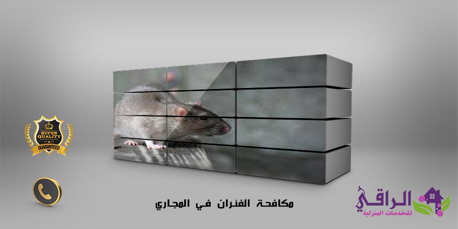 مكافحة الفئران في المجاري